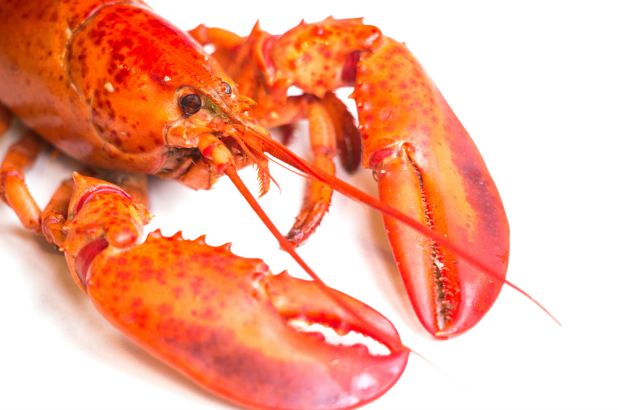 Real Maine Lobster Bake – Windham Theatre and Vacation Rentals, Windham NY